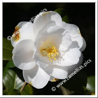 Camellia Japonica 'Miyabi'