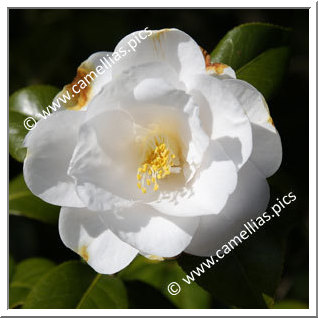 Camellia Japonica 'Miyabi'