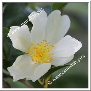 Camellia Botanique 'C. miyagii'