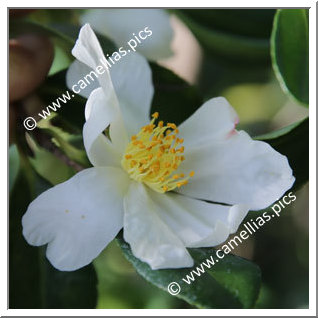 Camellia Species 'C. miyagii'