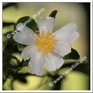 Camellia Species 'C. miyagii'