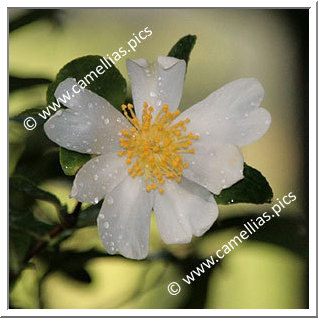 Camellia Botanique 'C. miyagii'