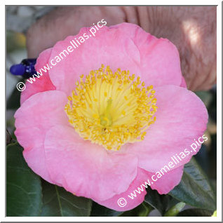 Camellia Camellia Japonica de Higo 'Miyako-no-haru'