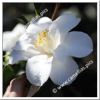 Camellia Japonica 'Miyakodori'