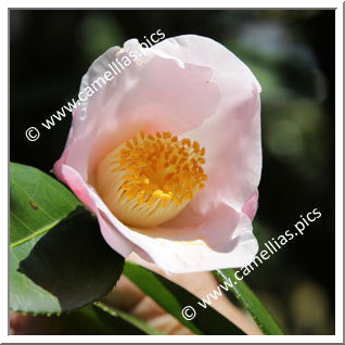 Camellia Wabisuke 'Miyo-no-sakae'