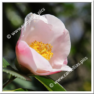 Camellia Wabisuke 'Miyo-no-sakae'