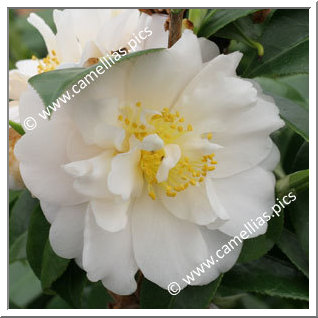 Camellia Japonica 'Mizuyoshi'