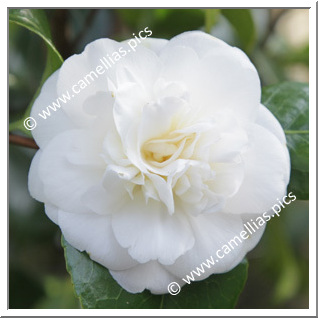 Camellia Japonica 'Madame Charles Blard'