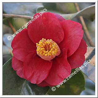 Camellia Japonica 'Mohrenköpfchen'