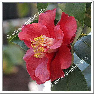 Camellia Japonica 'Mohrenköpfchen'