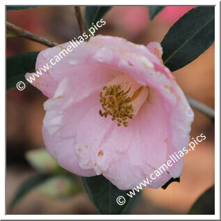 Camellia Hybride C.x williamsii 'Molène '