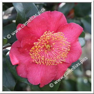 Camellia Higo Camellias 'Momijigari'