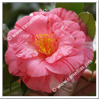 Camellia Japonica 'Momoji-no-higurashi'