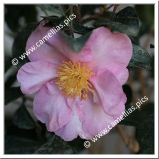 Camellia Sasanqua 'Momozono-nishiki '