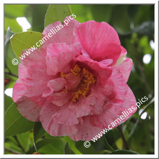 Camellia Japonica 'Momozono-nishiki'