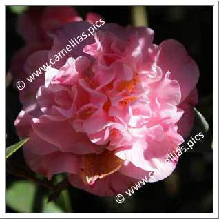 Camellia Hybride C.x williamsii 'Mona Jury'