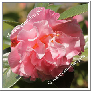 Camellia Hybride C.x williamsii 'Mona Jury'