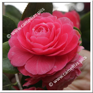 Camellia Japonica 'Monsieur Faucillon'