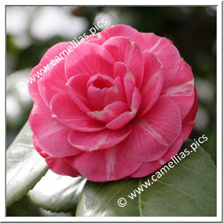 Camellia Japonica 'Monsieur Faucillon'