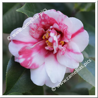 Camellia Japonica 'Marquis de Montcalm Variegated'