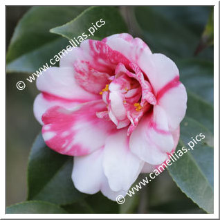 Camellia Japonica 'Marquis de Montcalm Variegated'
