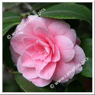 Camellia Japonica 'Montironi Rubra'