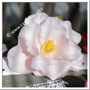 Camellia Japonica 'Moonlight Bay'