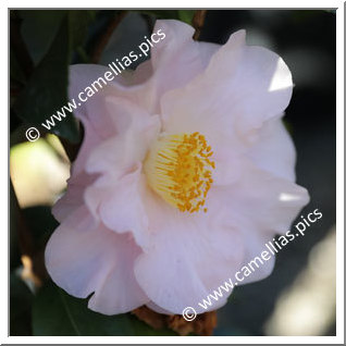 Camellia Japonica 'Moonlight Bay'