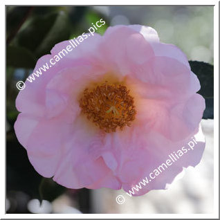 Camellia Hybride 'Moonrise '