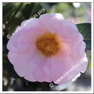 Camellia Hybrid 'Moonrise'