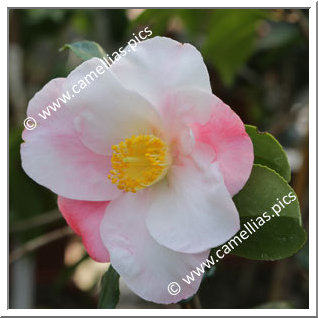 Camellia Hybrid 'Moonstruck'