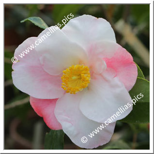 Camellia Hybrid 'Moonstruck'