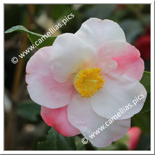 Camellia Hybrid 'Moonstruck'