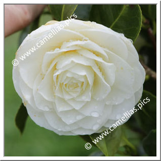 Camellia Japonica 'Morning Glow'