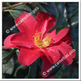 Camellia Japonica 'Mortier Village'