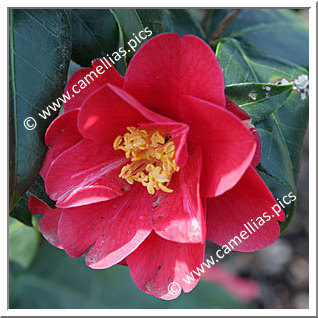 Camellia Japonica 'Mortier Village'