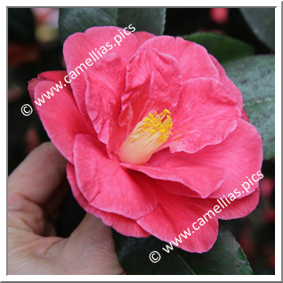 Camellia Japonica 'Moshio'