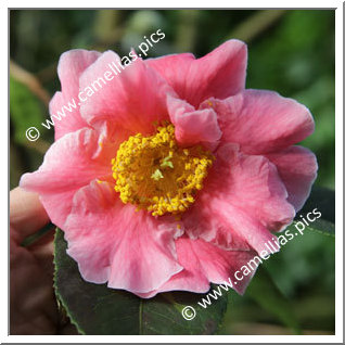 Camellia Reticulata 'Mouchang'