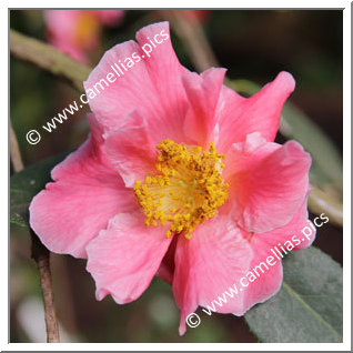 Camellia Reticulata 'Mouchang'