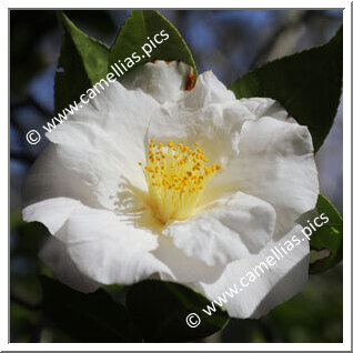 Camellia Japonica 'Mrs Bertha A. Harms'