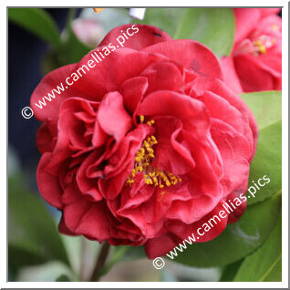 Camellia Japonica 'Mrs Charles Cobb'