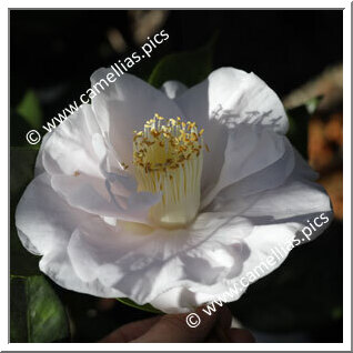 Camellia Japonica 'Mrs D.W. Davis'