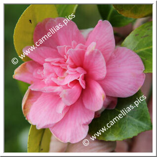 Camellia Japonica 'Mrs Derlacquers Beauty'