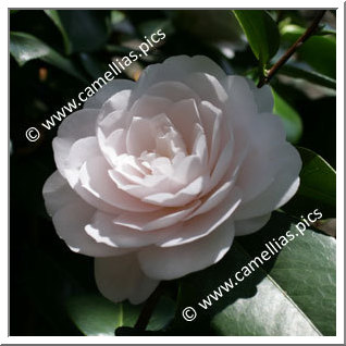 Camellia Japonica 'Mrs K. Sawada'