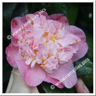 Camellia Japonica 'Mrs Lyman Clarke'