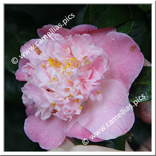 Camellia Japonica 'Mrs Lyman Clarke'