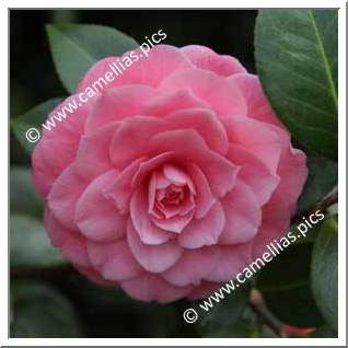 Camellia Japonica 'Mrs Tingley'