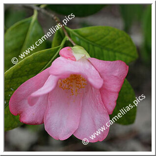 Camellia Japonica 'Mrs Tsutako Nakasone'