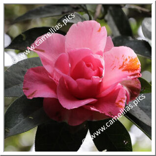 Camellia Reticulata 'Mudan Cha'