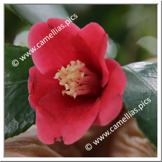 Camellia Japonica 'Murage'